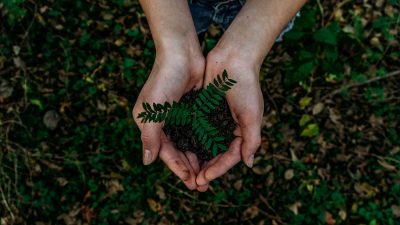 Gardener holding soil and plant in hands