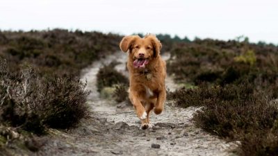 Brown dog running on dirt trail