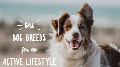 Best dog breeds for an active lifestyle