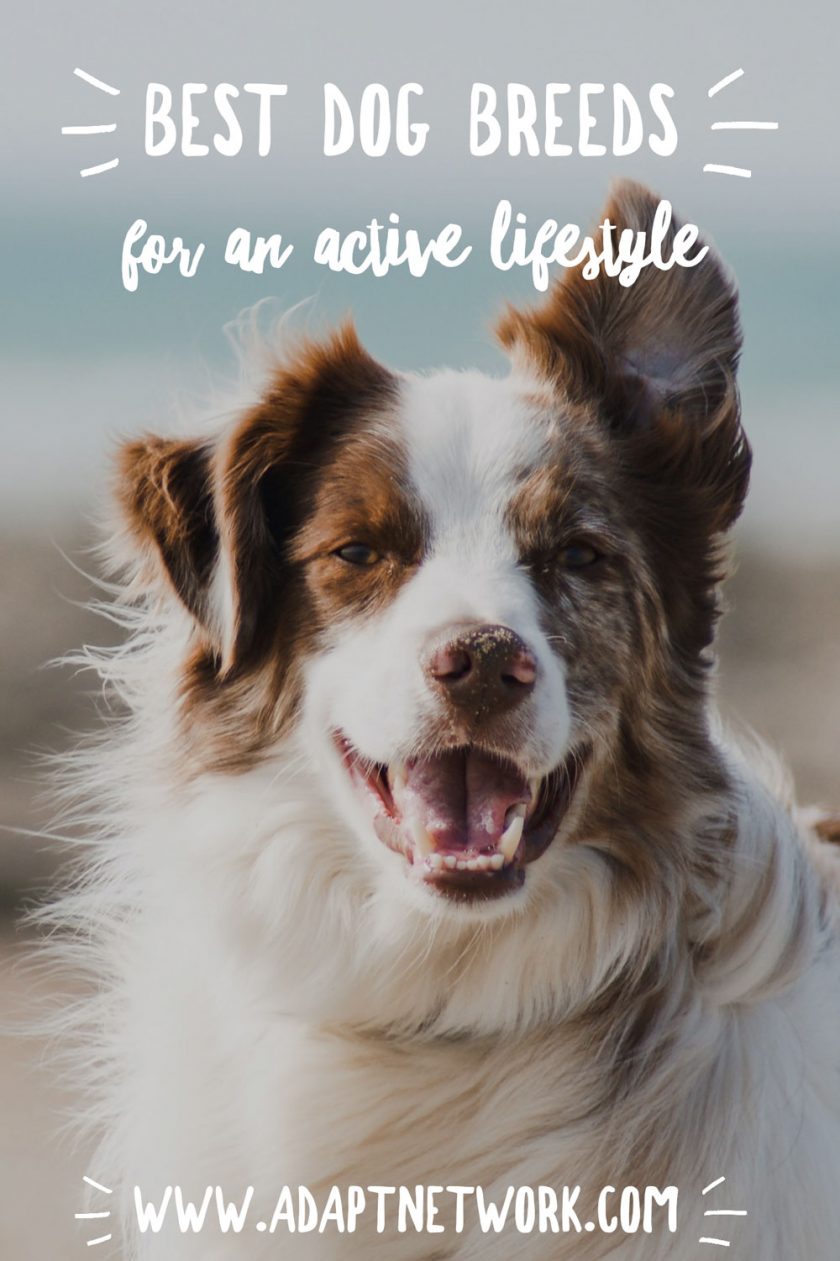 Share ‘Best dog breeds for an active lifestyle’ on Pinterest