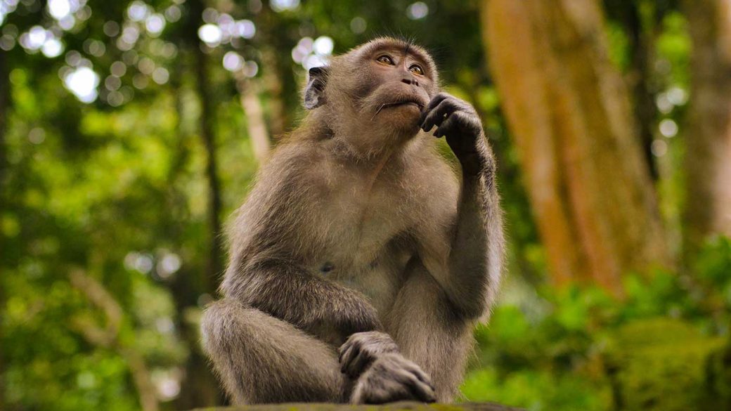 Monkey sat down looking as if it’s trying to make a decision