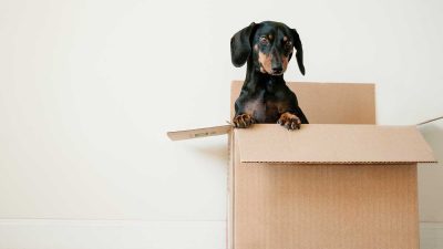 Black and brown Dachshund peeking out of a cardboard box