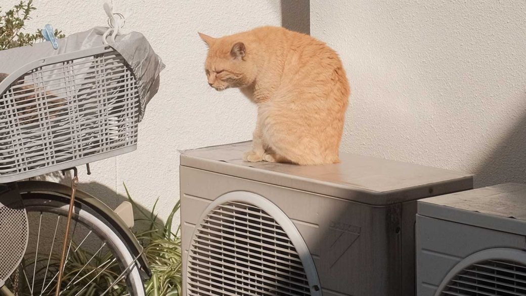 Cat sat on an air conditioner unit