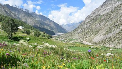 Wild Tibetan flowers