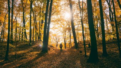 Person walking through a wood in autumn for the benefit of their mental health