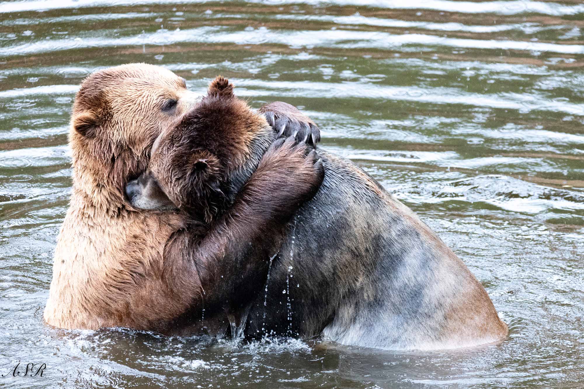 40 fabulously funny finalists from the Comedy Wildlife Photography