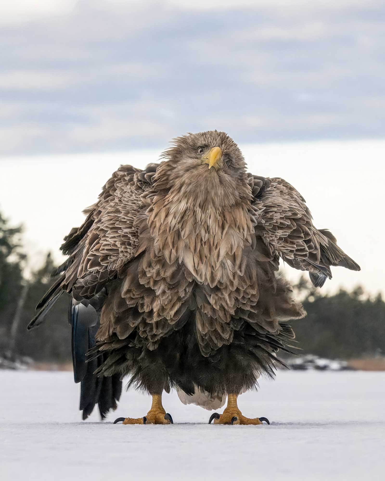 40 fabulously funny finalists from the Comedy Wildlife Photography